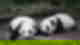 Baby pandas lying on floor at Chengdu panda research centre