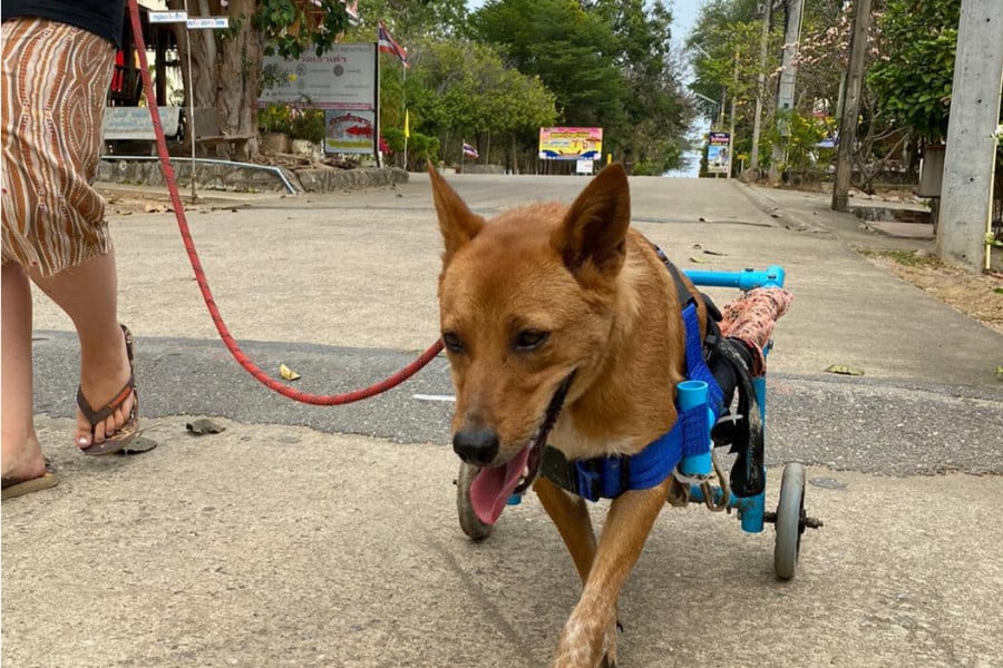 Fudge the dog walking in her wheelchair