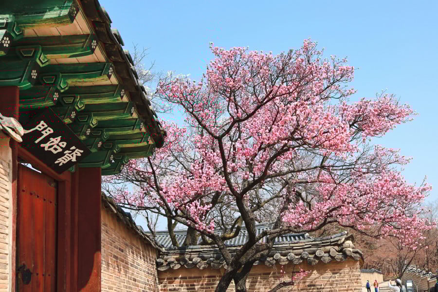 Cherry blossom next to temple in South Korea
