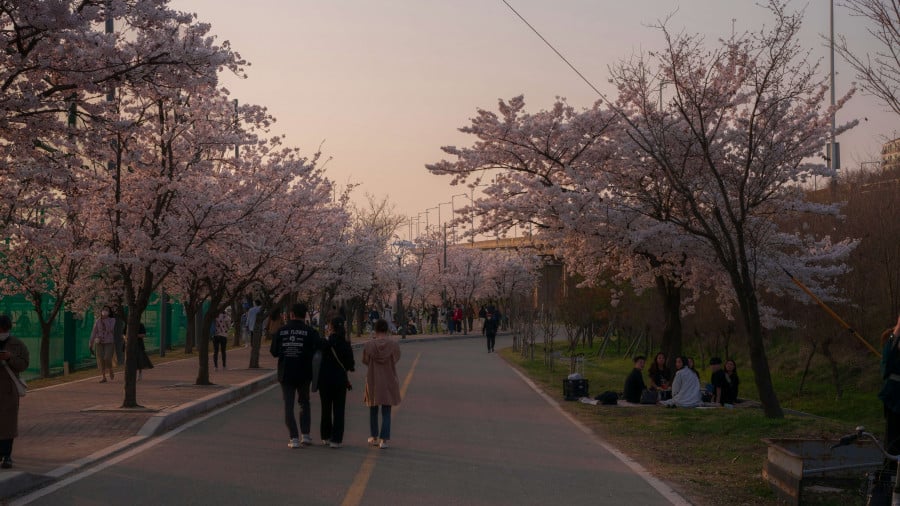 Cherry blossom festival in South Korea with people walking along the road