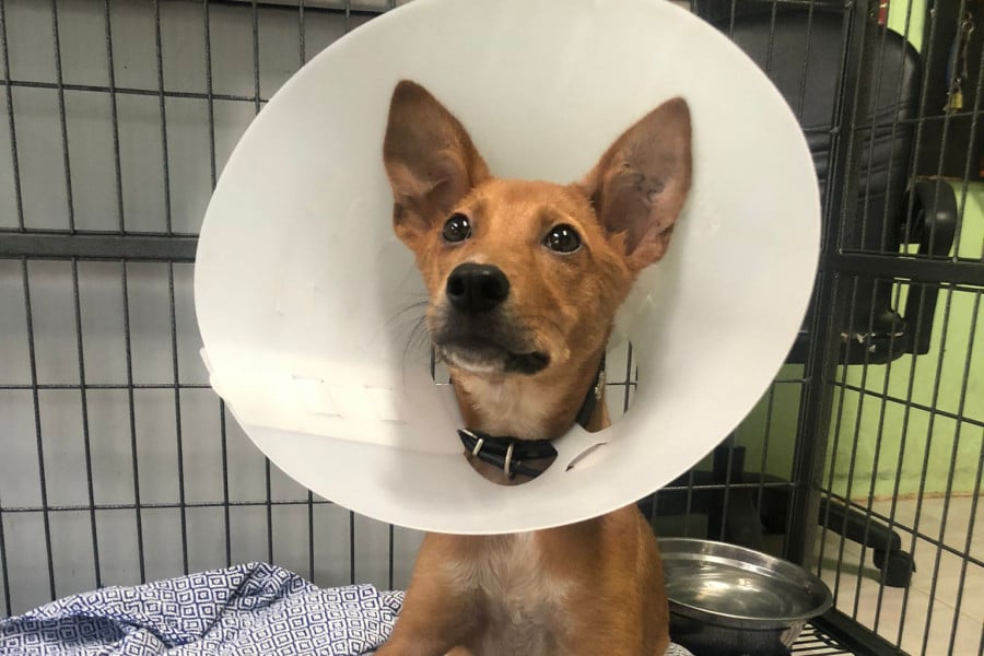 Fudge the dog wearing a cone
