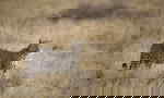A leopard standing in dry grass