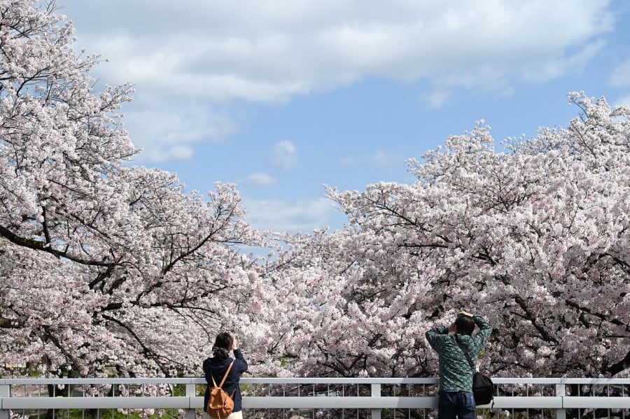 Gyeongju blossom with a lady standing on a bridge taking a photo