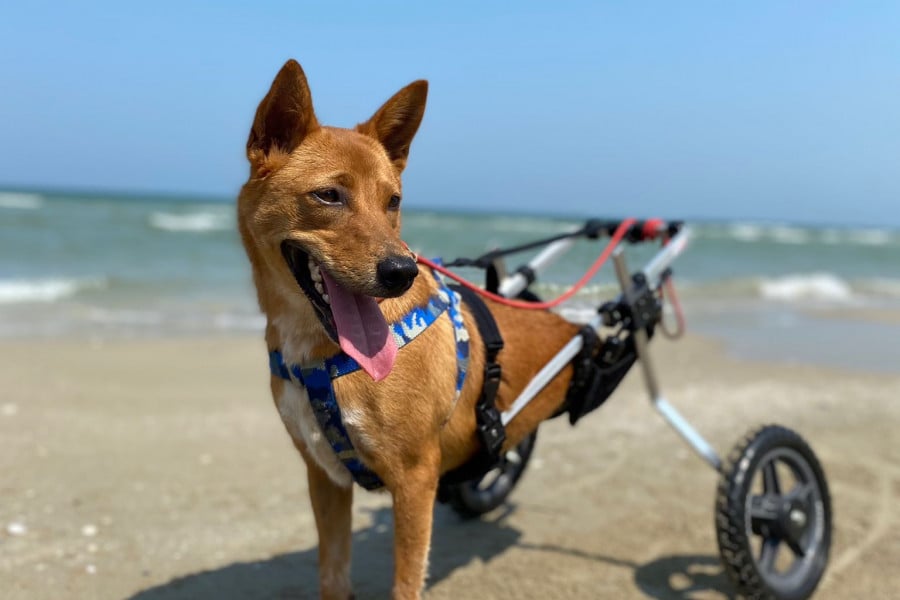 Fudge the dog on the beach in her wheelchair