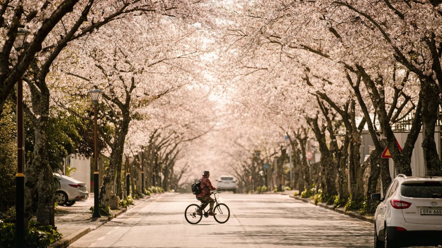 Person on bike in the road filled with cherry blossom in Jeju Island