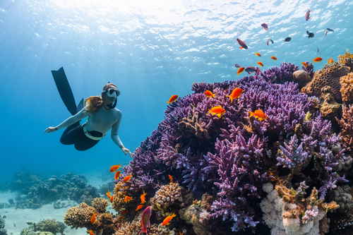 Woman snorkelling around coral reef looking at the orange fish
