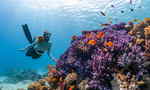 Woman snorkelling around coral reef looking at the orange fish
