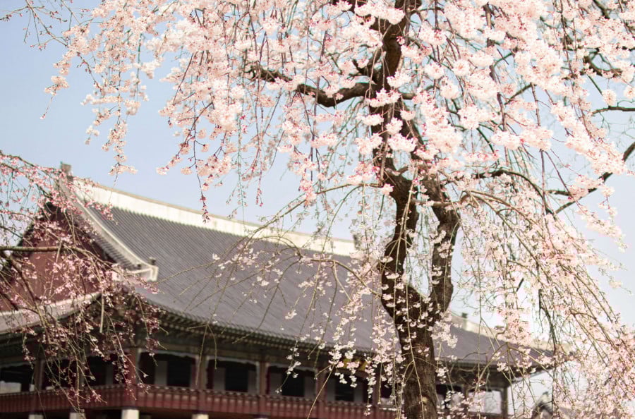 Gyeongbokgung Palace blossom in Seoul