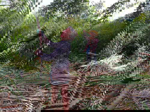 Volunteers cutting and stripping plants