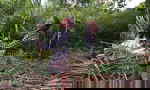 Volunteers cutting and stripping plants