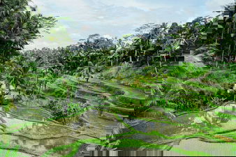 Tegallalang Rice Terrace