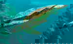 Sea turtle diving in ocean