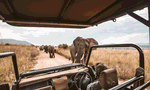 Safari drive with view of African elephants on the track