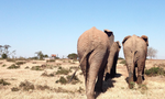 Three elephants walking over dry grass